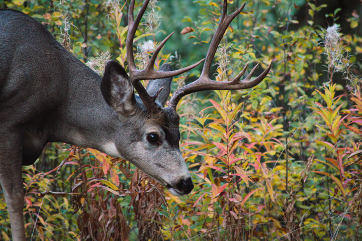 Fall Buck - The Rocky Mountain Goat