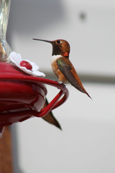 Return of the Hummingbirds - The Rocky Mountain Goat