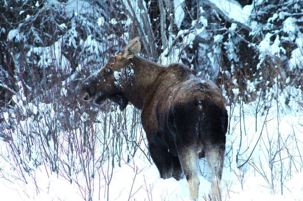 Moose Spotting - The Rocky Mountain Goat